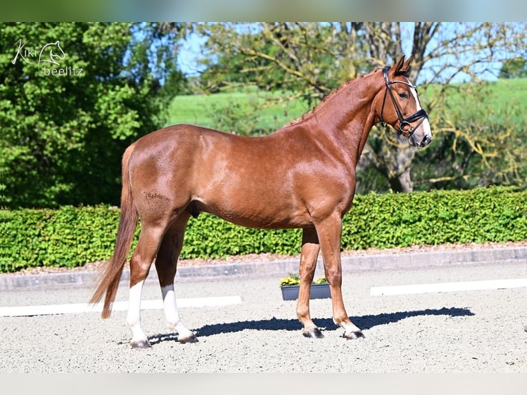Zangersheide Caballo castrado 4 años 163 cm Alazán in Bruchhausen-Vilsen