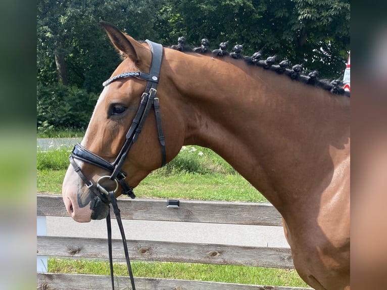 Zangersheide Caballo castrado 4 años 163 cm Castaño in Hude (Oldenburg)Hude