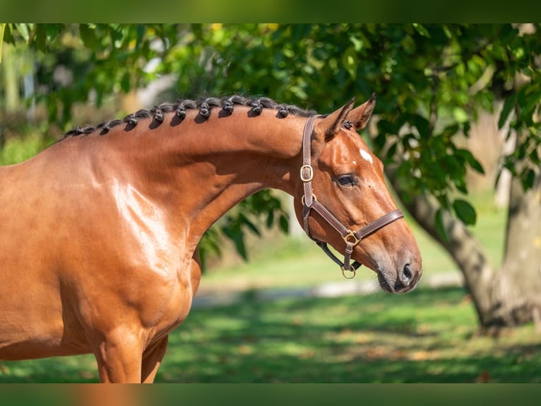 Zangersheide Caballo castrado 4 años 163 cm Castaño in GROTE-BROGEL