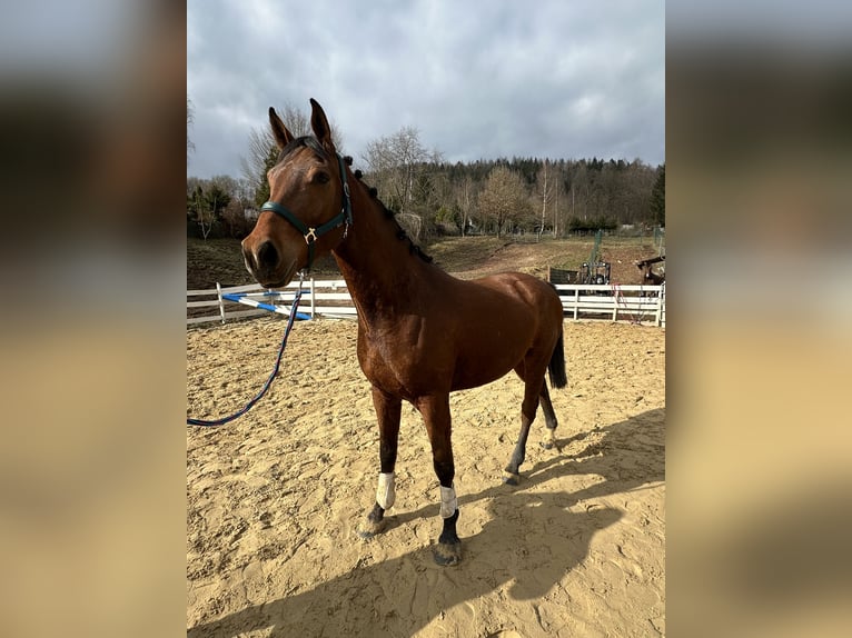 Zangersheide Caballo castrado 4 años 163 cm Castaño in Zella-Mehlis