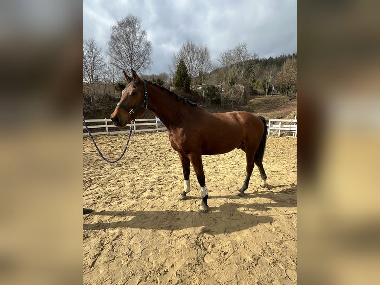 Zangersheide Caballo castrado 4 años 163 cm Castaño in Zella-Mehlis