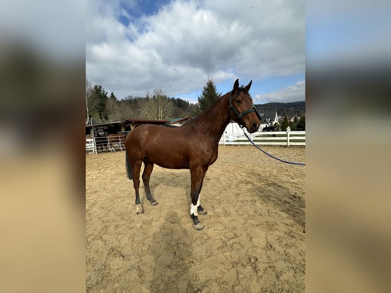 Zangersheide Caballo castrado 4 años 163 cm Castaño in Zella-Mehlis