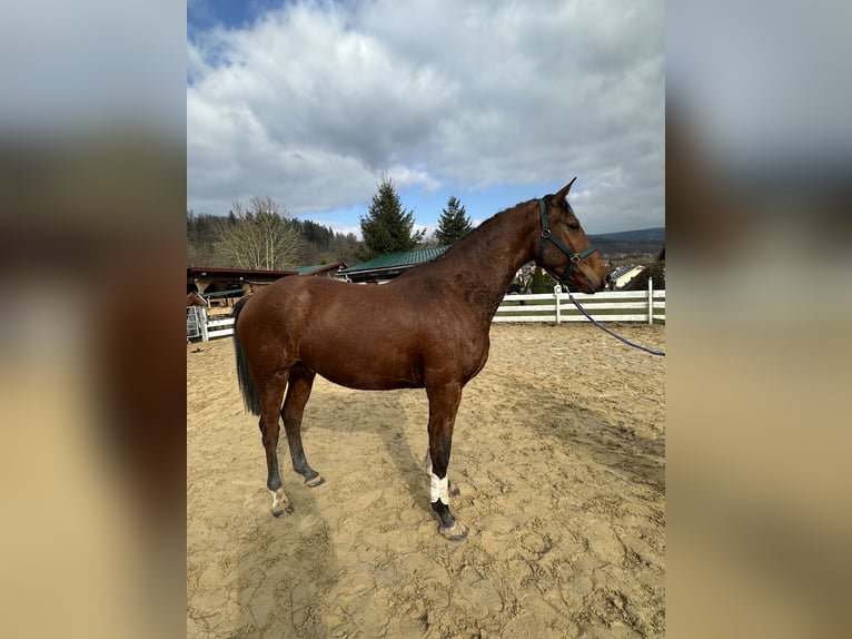 Zangersheide Caballo castrado 4 años 163 cm Castaño in Zella-Mehlis