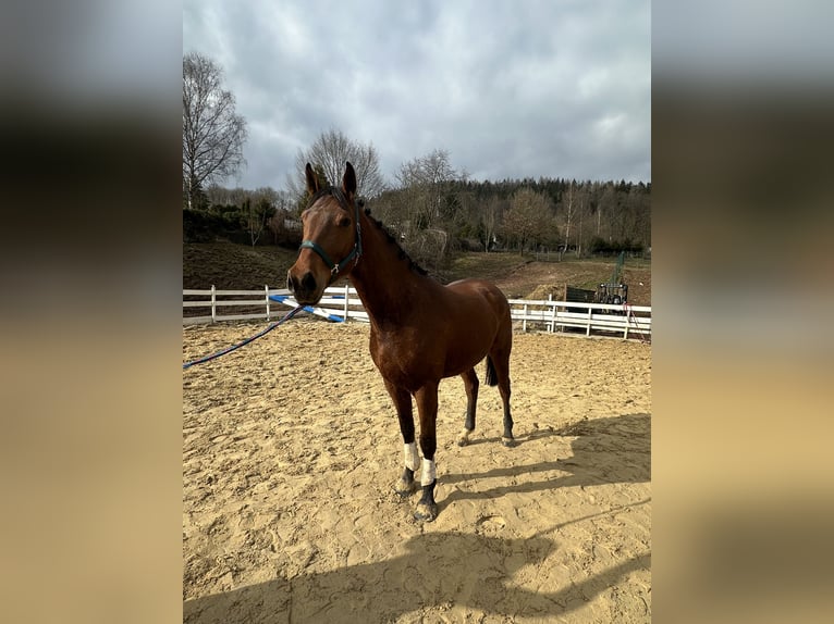 Zangersheide Caballo castrado 4 años 163 cm Castaño in Zella-Mehlis