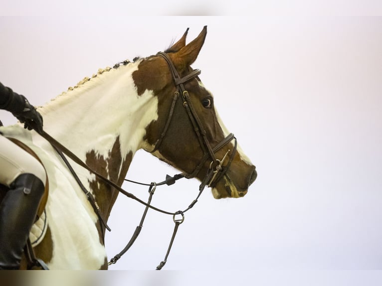 Zangersheide Caballo castrado 4 años 164 cm in Waddinxveen