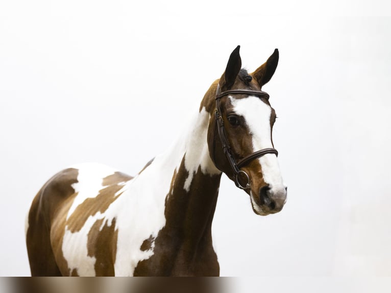 Zangersheide Caballo castrado 4 años 164 cm in Waddinxveen