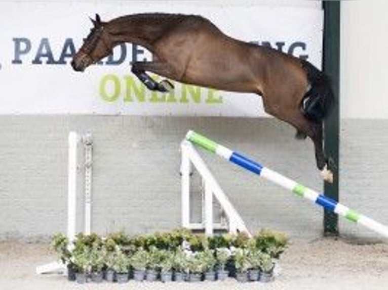 Zangersheide Caballo castrado 4 años 164 cm Castaño in Heerde