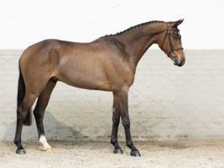 Zangersheide Caballo castrado 4 años 164 cm Castaño in Heerde