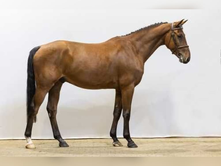 Zangersheide Caballo castrado 4 años 164 cm Castaño in Waddinxveen