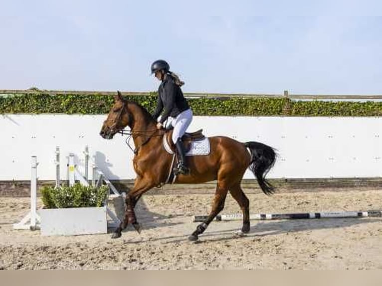 Zangersheide Caballo castrado 4 años 164 cm Castaño in Waddinxveen