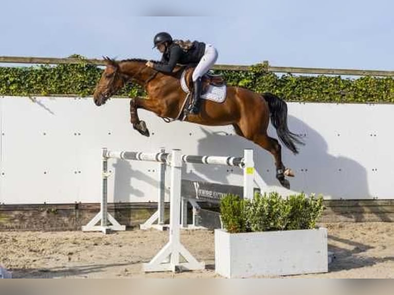 Zangersheide Caballo castrado 4 años 164 cm Castaño in Waddinxveen