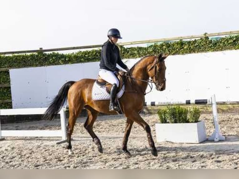 Zangersheide Caballo castrado 4 años 164 cm Castaño in Waddinxveen