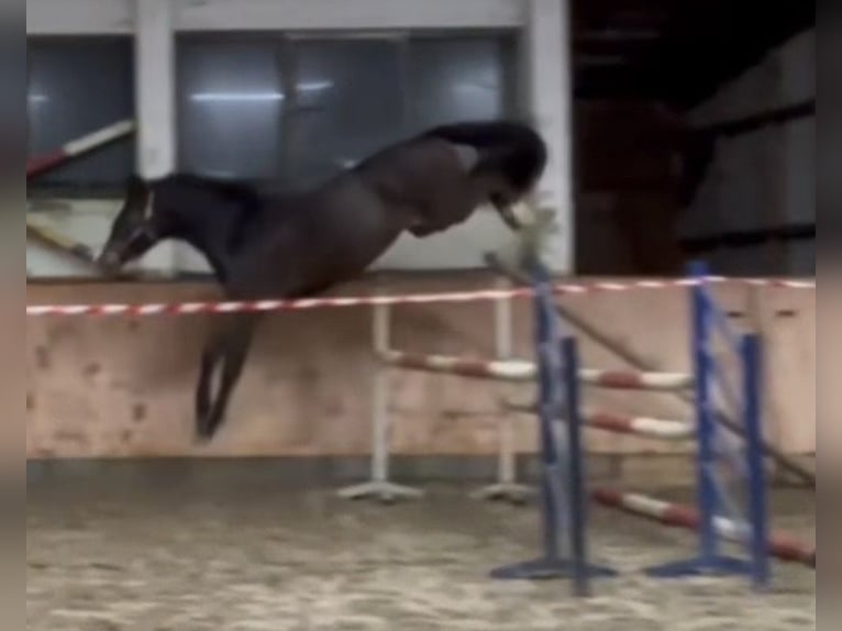 Zangersheide Caballo castrado 4 años 164 cm Castaño oscuro in Neuferchau