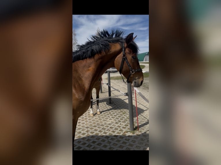 Zangersheide Caballo castrado 4 años 165 cm Castaño in Allershausen