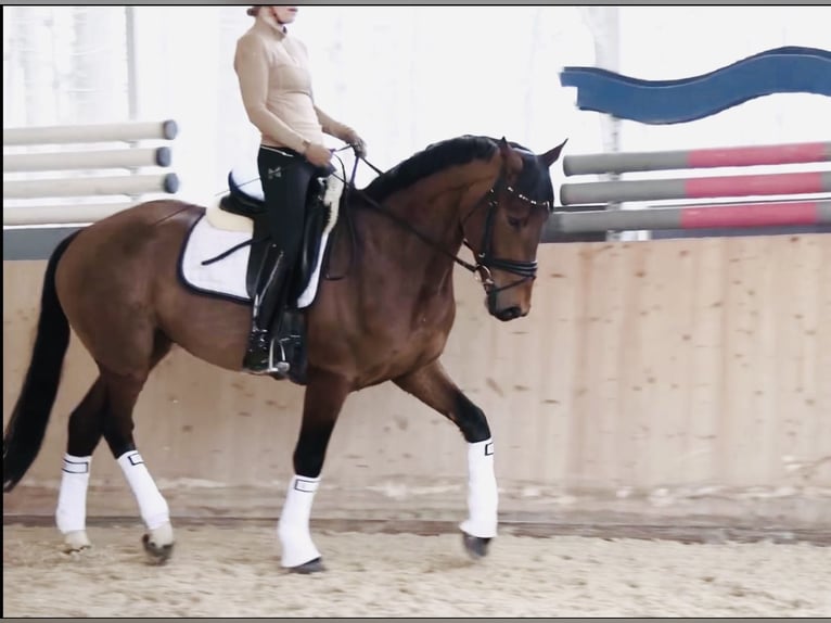 Zangersheide Caballo castrado 4 años 165 cm Castaño in Allershausen