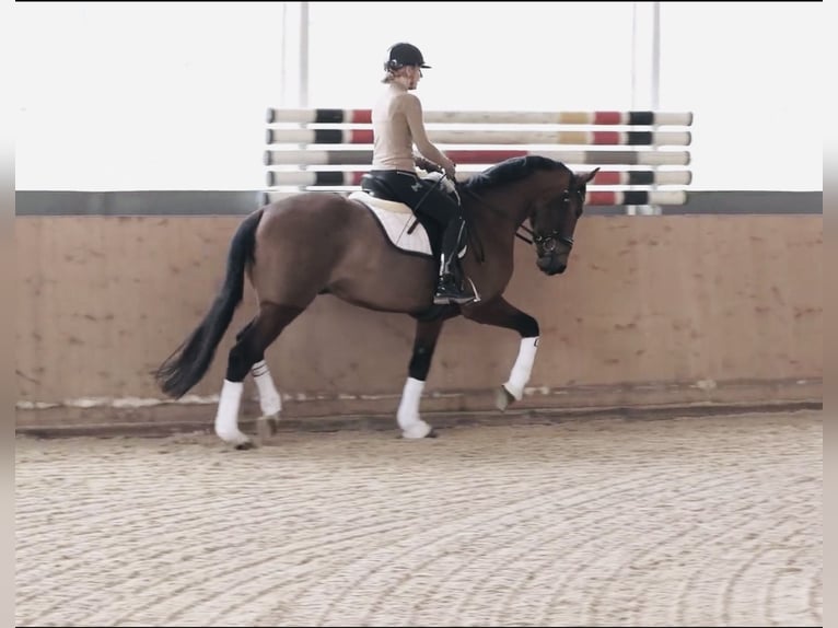 Zangersheide Caballo castrado 4 años 165 cm Castaño in Allershausen