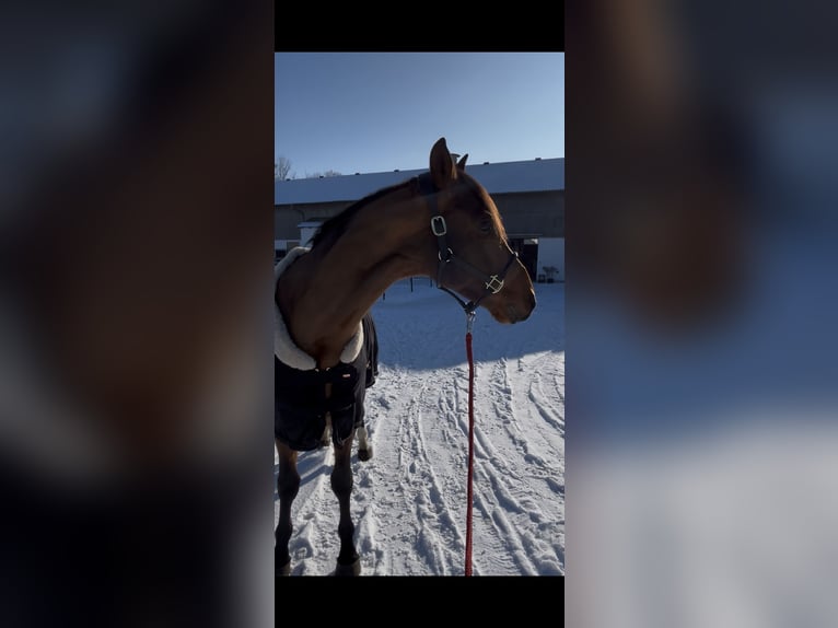 Zangersheide Caballo castrado 4 años 165 cm Castaño in Allershausen