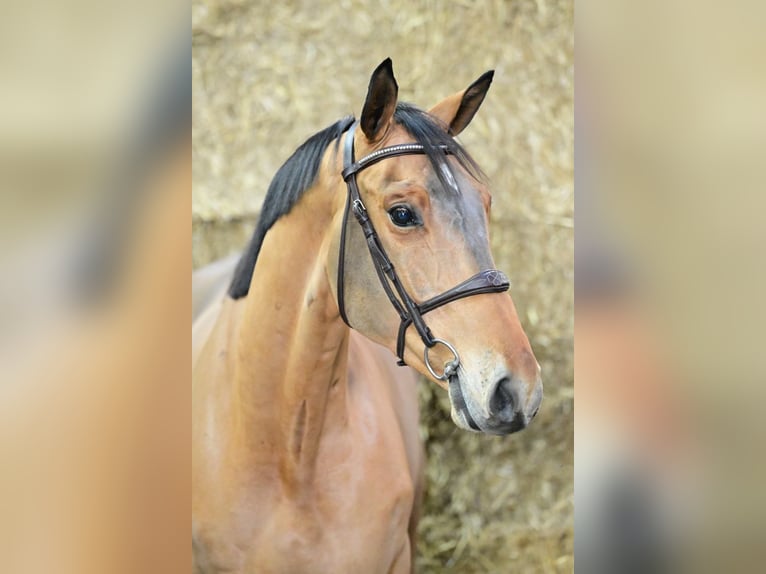 Zangersheide Caballo castrado 4 años 165 cm Castaño in Bladel