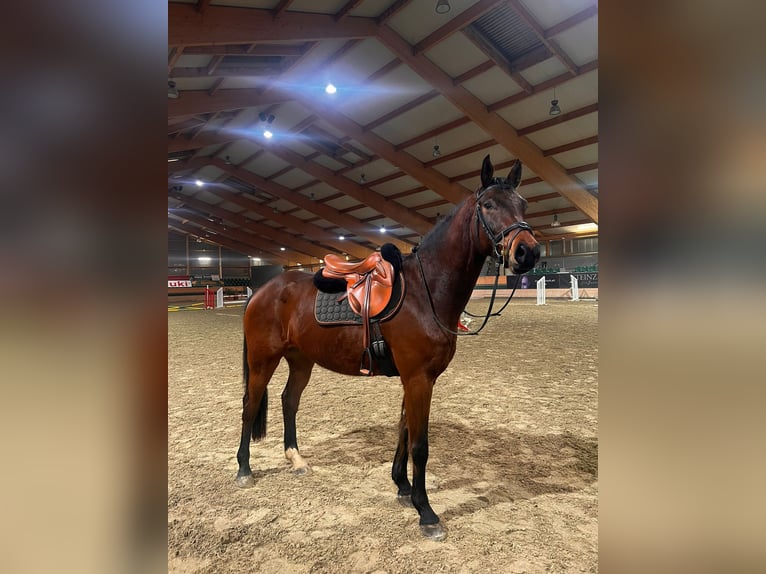 Zangersheide Caballo castrado 4 años 165 cm Castaño in Hof am Leithaberge