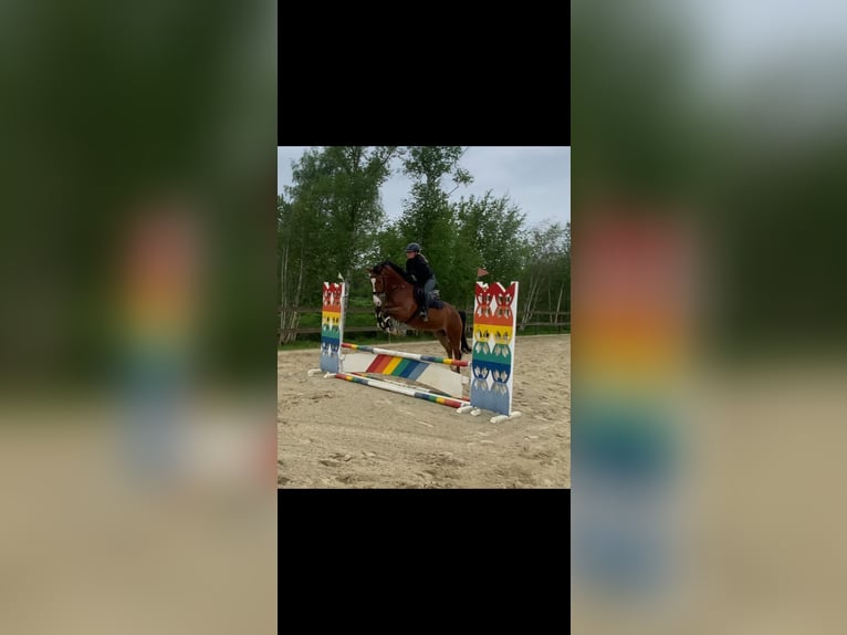 Zangersheide Caballo castrado 4 años 165 cm Castaño in Hude (Oldenburg)Hude