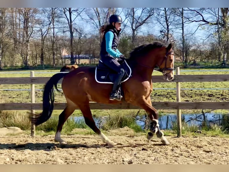 Zangersheide Caballo castrado 4 años 165 cm Castaño in Hude (Oldenburg)Hude