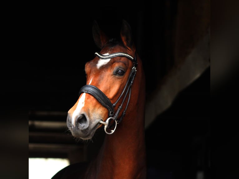 Zangersheide Caballo castrado 4 años 165 cm Castaño in Ro&#xDF;dorf