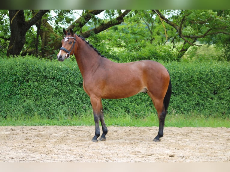 Zangersheide Caballo castrado 4 años 165 cm Castaño in Ro&#xDF;dorf