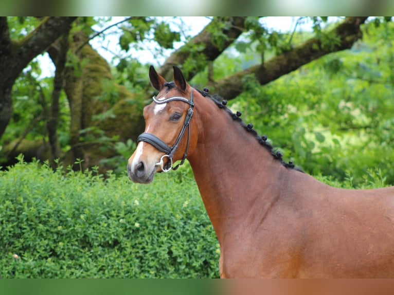 Zangersheide Caballo castrado 4 años 165 cm Castaño in Ro&#xDF;dorf