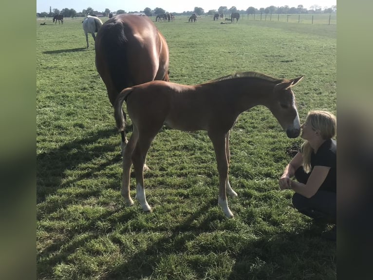 Zangersheide Caballo castrado 4 años 165 cm Castaño in Reinach AG