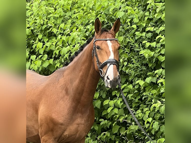 Zangersheide Caballo castrado 4 años 165 cm Castaño in Reinach AG