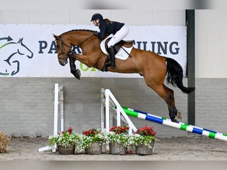 Zangersheide Caballo castrado 4 años 165 cm Castaño in Heerde