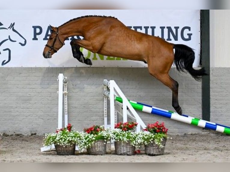 Zangersheide Caballo castrado 4 años 165 cm Castaño in Heerde
