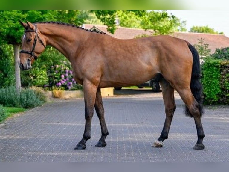 Zangersheide Caballo castrado 4 años 165 cm Castaño in Heerde