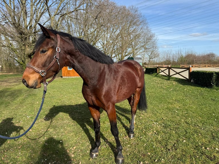 Zangersheide Caballo castrado 4 años 165 cm Castaño in Köln