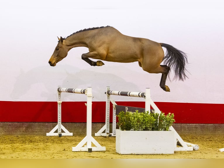 Zangersheide Caballo castrado 4 años 165 cm Castaño in Waddinxveen