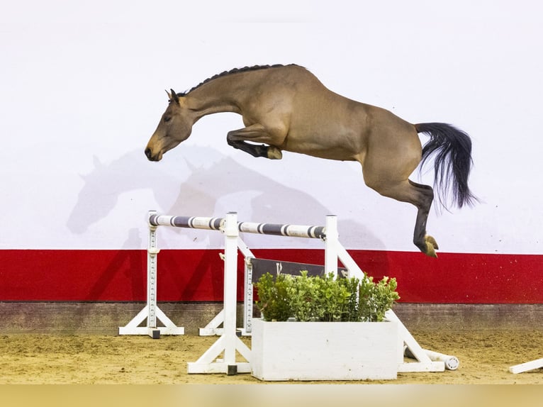 Zangersheide Caballo castrado 4 años 165 cm Castaño in Waddinxveen