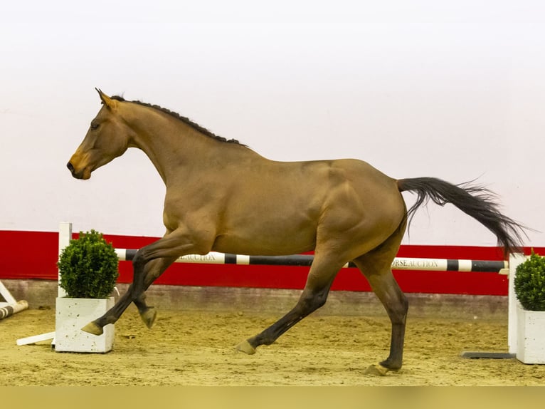 Zangersheide Caballo castrado 4 años 165 cm Castaño in Waddinxveen