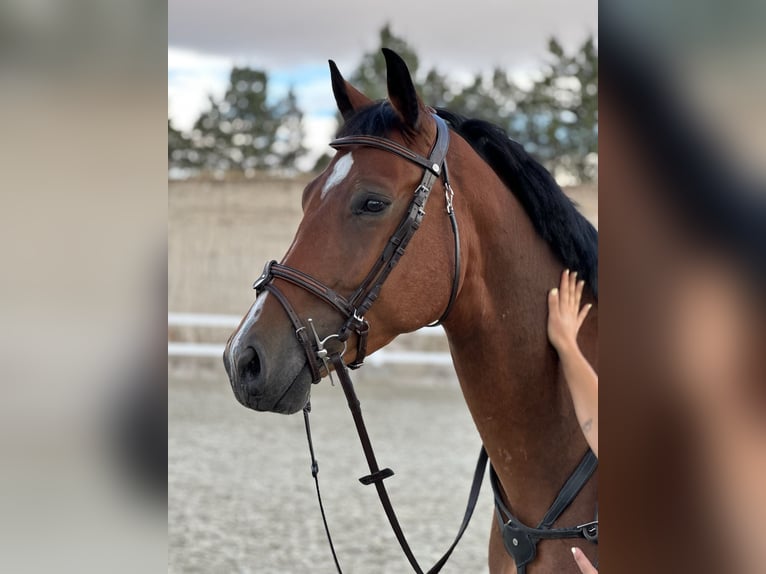 Zangersheide Caballo castrado 4 años 165 cm Castaño oscuro in El Molar