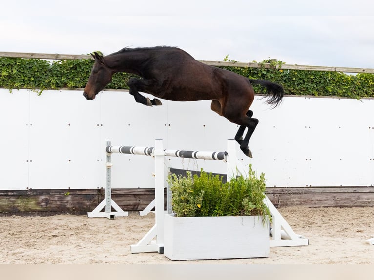 Zangersheide Caballo castrado 4 años 165 cm Castaño oscuro in Waddinxveen Zangersheide Caballo castrado 4 años 165 cm Castaño oscuro in Waddinxveen