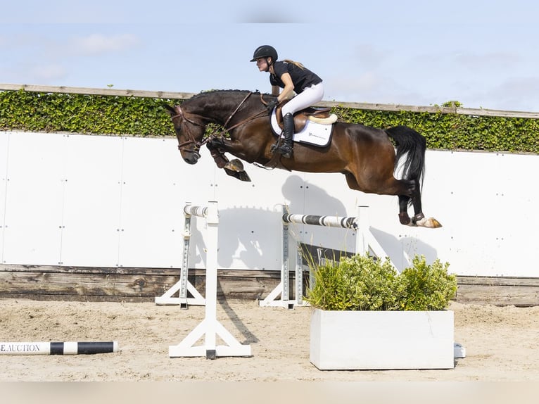 Zangersheide Caballo castrado 4 años 165 cm Castaño rojizo in Waddinxveen