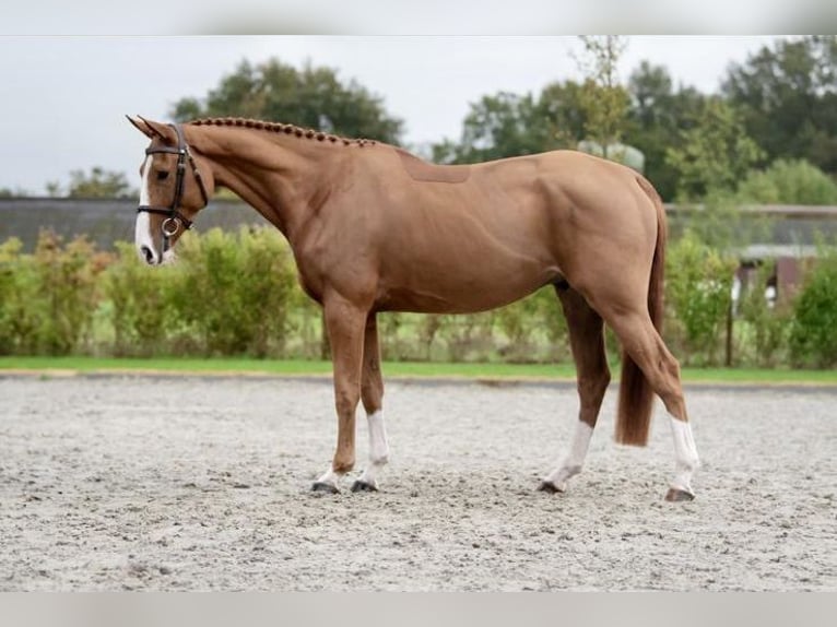 Zangersheide Caballo castrado 4 años 166 cm Alazán in Bladel