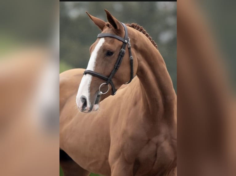 Zangersheide Caballo castrado 4 años 166 cm Alazán in Bladel