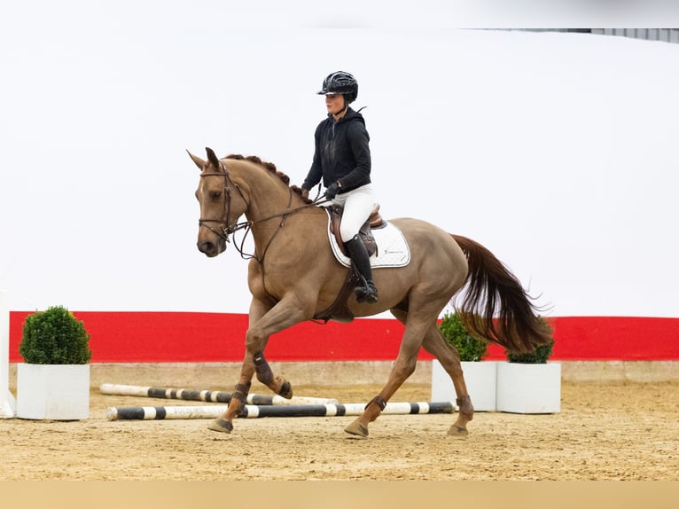 Zangersheide Caballo castrado 4 años 166 cm Alazán in Waddinxveen