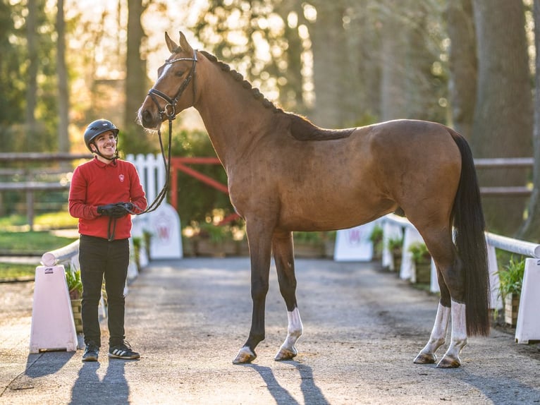 Zangersheide Caballo castrado 4 años 166 cm Castaño in Münster-Handorf