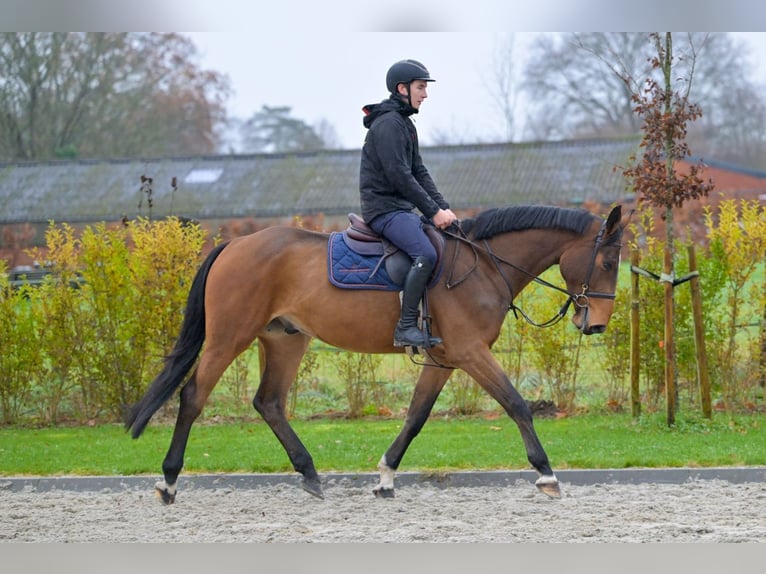 Zangersheide Caballo castrado 4 años 166 cm Castaño in Bladel