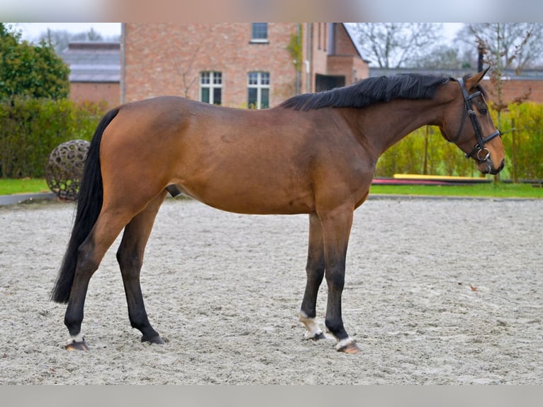 Zangersheide Caballo castrado 4 años 166 cm Castaño in Bladel