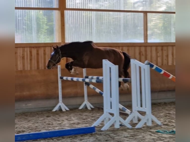 Zangersheide Caballo castrado 4 años 166 cm Castaño in Bomlitz