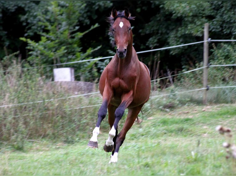 Zangersheide Caballo castrado 4 años 166 cm Castaño in Bomlitz