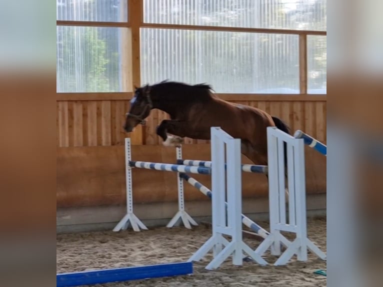 Zangersheide Caballo castrado 4 años 166 cm Castaño in Bomlitz