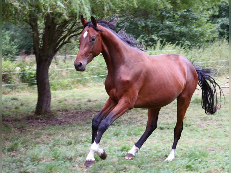 Zangersheide Caballo castrado 4 años 166 cm Castaño in Bomlitz